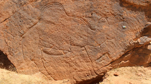 Саудын цөлөөс эртний амьтдын хадны сийлбэр олдлоо